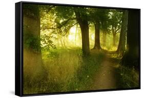 Footpath Through Avenue in the Morning Light, Flower Ground, Burgenlandkreis-Andreas Vitting-Framed Stretched Canvas