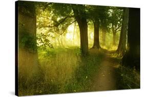 Footpath Through Avenue in the Morning Light, Flower Ground, Burgenlandkreis-Andreas Vitting-Stretched Canvas