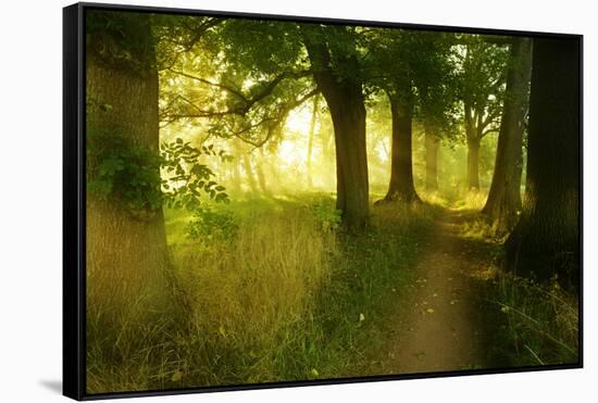 Footpath Through Avenue in the Morning Light, Flower Ground, Burgenlandkreis-Andreas Vitting-Framed Stretched Canvas