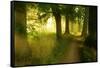 Footpath Through Avenue in the Morning Light, Flower Ground, Burgenlandkreis-Andreas Vitting-Framed Stretched Canvas