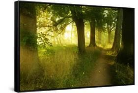 Footpath Through Avenue in the Morning Light, Flower Ground, Burgenlandkreis-Andreas Vitting-Framed Stretched Canvas