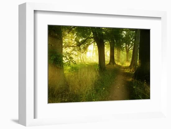 Footpath Through Avenue in the Morning Light, Flower Ground, Burgenlandkreis-Andreas Vitting-Framed Photographic Print