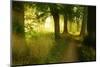Footpath Through Avenue in the Morning Light, Flower Ground, Burgenlandkreis-Andreas Vitting-Mounted Photographic Print