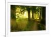 Footpath Through Avenue in the Morning Light, Flower Ground, Burgenlandkreis-Andreas Vitting-Framed Photographic Print