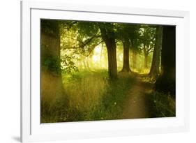 Footpath Through Avenue in the Morning Light, Flower Ground, Burgenlandkreis-Andreas Vitting-Framed Photographic Print