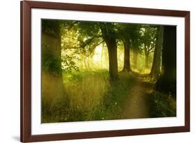 Footpath Through Avenue in the Morning Light, Flower Ground, Burgenlandkreis-Andreas Vitting-Framed Photographic Print