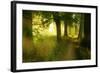 Footpath Through Avenue in the Morning Light, Flower Ground, Burgenlandkreis-Andreas Vitting-Framed Photographic Print