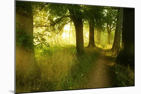 Footpath Through Avenue in the Morning Light, Flower Ground, Burgenlandkreis-Andreas Vitting-Mounted Photographic Print