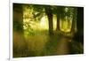 Footpath Through Avenue in the Morning Light, Flower Ground, Burgenlandkreis-Andreas Vitting-Framed Photographic Print