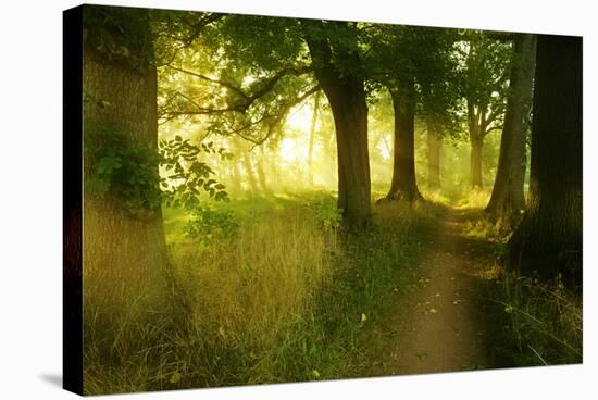 Footpath Through Avenue in the Morning Light, Flower Ground, Burgenlandkreis-Andreas Vitting-Stretched Canvas