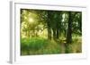 Footpath Through Avenue in the Morning Light, Flower Ground, Burgenlandkreis-Andreas Vitting-Framed Photographic Print