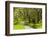 Footpath Through Birch Woodland. Creag Meagaidh National Nature Reserve, Badenoch. Scotland, UK-Mark Hamblin-Framed Photographic Print