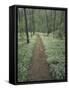 Footpath Through Blue-Eyed Mary Flowers, Raven Run Nature Sanctuary, Kentucky, USA-Adam Jones-Framed Stretched Canvas