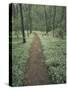 Footpath Through Blue-Eyed Mary Flowers, Raven Run Nature Sanctuary, Kentucky, USA-Adam Jones-Stretched Canvas