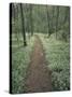 Footpath Through Blue-Eyed Mary Flowers, Raven Run Nature Sanctuary, Kentucky, USA-Adam Jones-Stretched Canvas