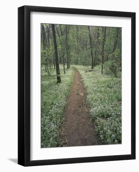 Footpath Through Blue-Eyed Mary Flowers, Raven Run Nature Sanctuary, Kentucky, USA-Adam Jones-Framed Photographic Print