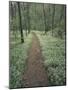 Footpath Through Blue-Eyed Mary Flowers, Raven Run Nature Sanctuary, Kentucky, USA-Adam Jones-Mounted Photographic Print