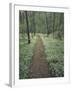 Footpath Through Blue-Eyed Mary Flowers, Raven Run Nature Sanctuary, Kentucky, USA-Adam Jones-Framed Photographic Print