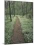 Footpath Through Blue-Eyed Mary Flowers, Raven Run Nature Sanctuary, Kentucky, USA-Adam Jones-Mounted Photographic Print