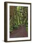 Footpath through forest draped with Club Moss, Hoh Rainforest, Olympic National Park, Washington-Adam Jones-Framed Photographic Print