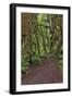 Footpath through forest draped with Club Moss, Hoh Rainforest, Olympic National Park, Washington-Adam Jones-Framed Photographic Print