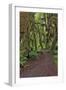 Footpath through forest draped with Club Moss, Hoh Rainforest, Olympic National Park, Washington-Adam Jones-Framed Photographic Print