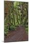 Footpath through forest draped with Club Moss, Hoh Rainforest, Olympic National Park, Washington-Adam Jones-Mounted Photographic Print