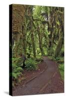 Footpath through forest draped with Club Moss, Hoh Rainforest, Olympic National Park, Washington-Adam Jones-Stretched Canvas