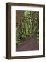 Footpath through forest draped with Club Moss, Hoh Rainforest, Olympic National Park, Washington-Adam Jones-Framed Photographic Print