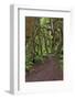 Footpath through forest draped with Club Moss, Hoh Rainforest, Olympic National Park, Washington-Adam Jones-Framed Photographic Print