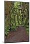 Footpath through forest draped with Club Moss, Hoh Rainforest, Olympic National Park, Washington-Adam Jones-Mounted Photographic Print