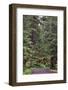 Footpath through forest draped with Club Moss, Hoh Rainforest, Olympic National Park, Washington-Adam Jones-Framed Photographic Print