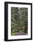 Footpath through forest draped with Club Moss, Hoh Rainforest, Olympic National Park, Washington-Adam Jones-Framed Photographic Print