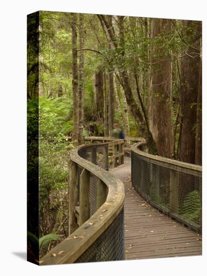 Footpath Through Forest To Newdegate Cave, Hastings Caves State Reserve, Tasmania, Australia-David Wall-Stretched Canvas