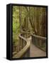 Footpath Through Forest To Newdegate Cave, Hastings Caves State Reserve, Tasmania, Australia-David Wall-Framed Stretched Canvas