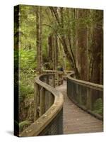 Footpath Through Forest To Newdegate Cave, Hastings Caves State Reserve, Tasmania, Australia-David Wall-Stretched Canvas