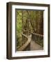 Footpath Through Forest To Newdegate Cave, Hastings Caves State Reserve, Tasmania, Australia-David Wall-Framed Photographic Print