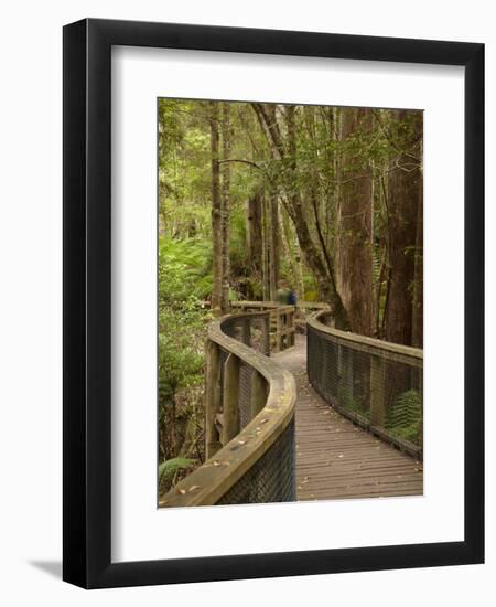 Footpath Through Forest To Newdegate Cave, Hastings Caves State Reserve, Tasmania, Australia-David Wall-Framed Photographic Print