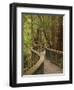 Footpath Through Forest To Newdegate Cave, Hastings Caves State Reserve, Tasmania, Australia-David Wall-Framed Photographic Print