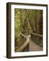 Footpath Through Forest To Newdegate Cave, Hastings Caves State Reserve, Tasmania, Australia-David Wall-Framed Photographic Print