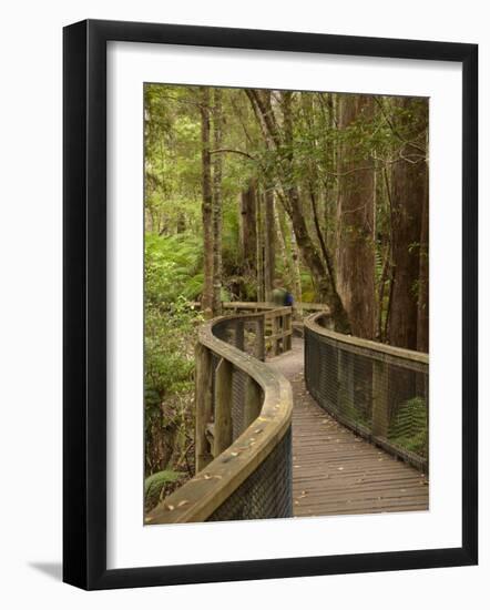 Footpath Through Forest To Newdegate Cave, Hastings Caves State Reserve, Tasmania, Australia-David Wall-Framed Photographic Print