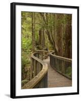 Footpath Through Forest To Newdegate Cave, Hastings Caves State Reserve, Tasmania, Australia-David Wall-Framed Photographic Print