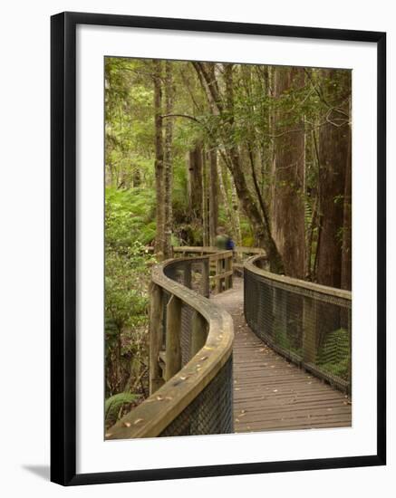 Footpath Through Forest To Newdegate Cave, Hastings Caves State Reserve, Tasmania, Australia-David Wall-Framed Photographic Print