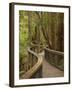 Footpath Through Forest To Newdegate Cave, Hastings Caves State Reserve, Tasmania, Australia-David Wall-Framed Photographic Print