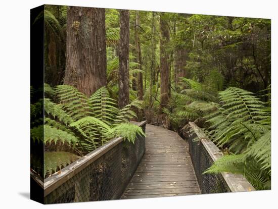 Footpath Through Forest To Newdegate Cave, Hastings Caves State Reserve, Tasmania, Australia-David Wall-Stretched Canvas