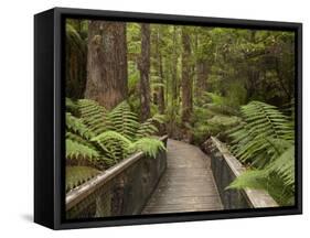 Footpath Through Forest To Newdegate Cave, Hastings Caves State Reserve, Tasmania, Australia-David Wall-Framed Stretched Canvas