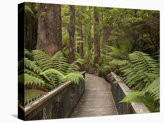 Footpath Through Forest To Newdegate Cave, Hastings Caves State Reserve, Tasmania, Australia-David Wall-Stretched Canvas