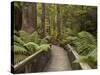 Footpath Through Forest To Newdegate Cave, Hastings Caves State Reserve, Tasmania, Australia-David Wall-Stretched Canvas