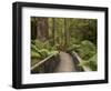 Footpath Through Forest To Newdegate Cave, Hastings Caves State Reserve, Tasmania, Australia-David Wall-Framed Photographic Print