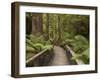 Footpath Through Forest To Newdegate Cave, Hastings Caves State Reserve, Tasmania, Australia-David Wall-Framed Photographic Print